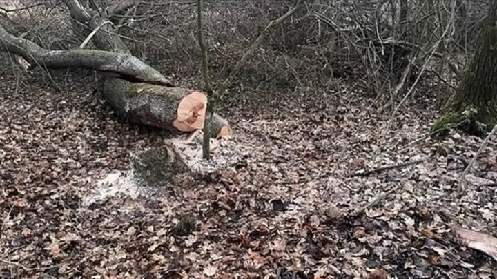 На Тернопільщині затримано лісника та підприємця, підозрюваних у незаконній порубці лісу