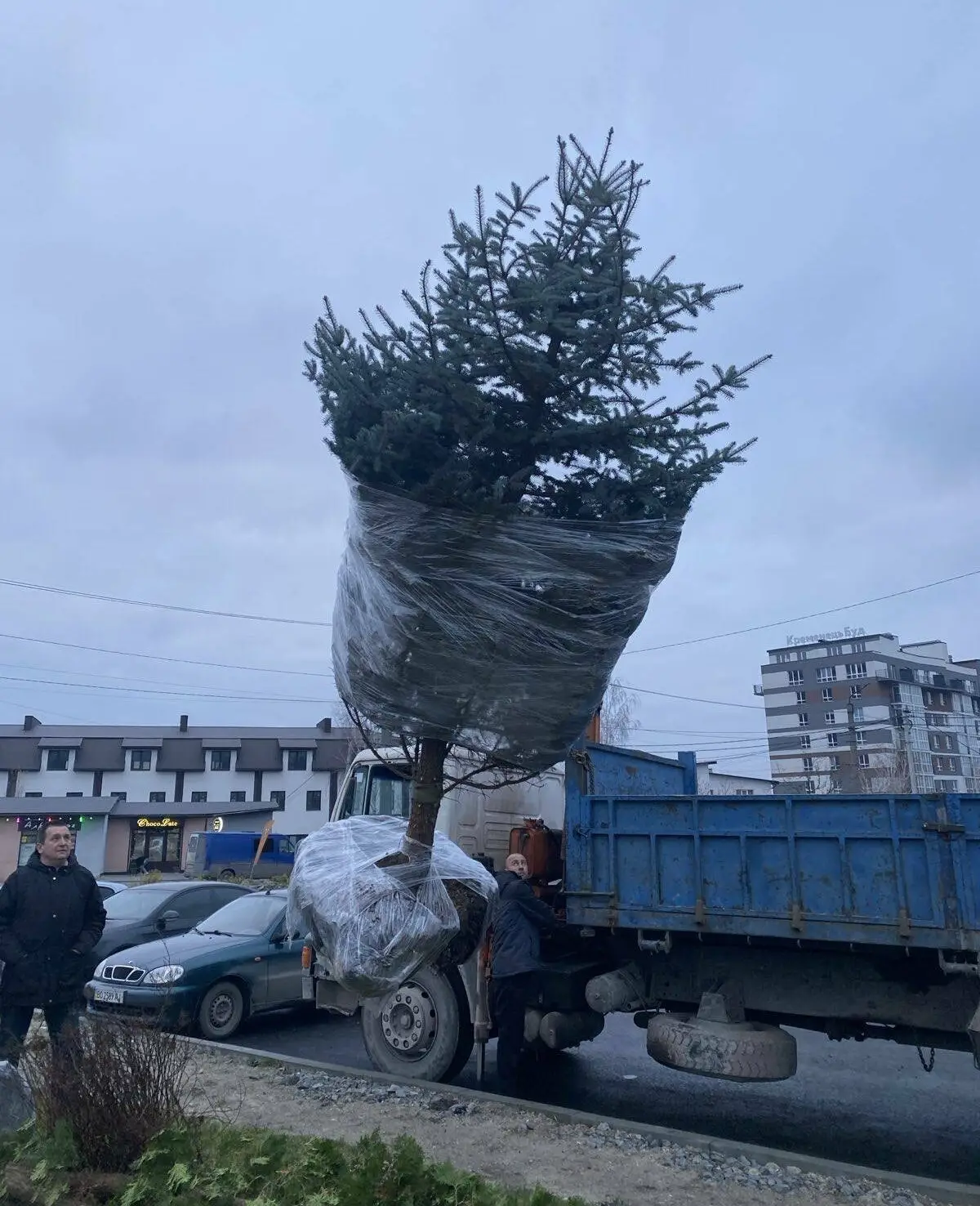 Ялинка для майбутнього: у Кременці посадили символ очікуваної радості