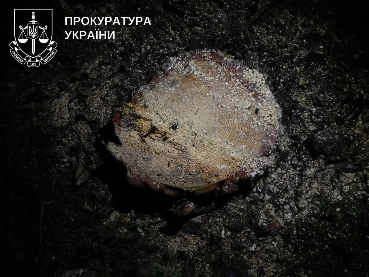 Міська рада на Кременеччині відповість у суді за лісові збитки на понад 1,8 млн