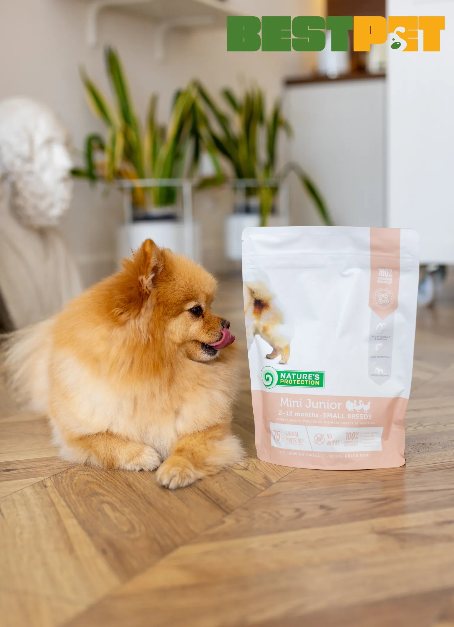 Сухий корм для собак: топові та безпечні варіанти від BestPet для здоров’я вашого друга